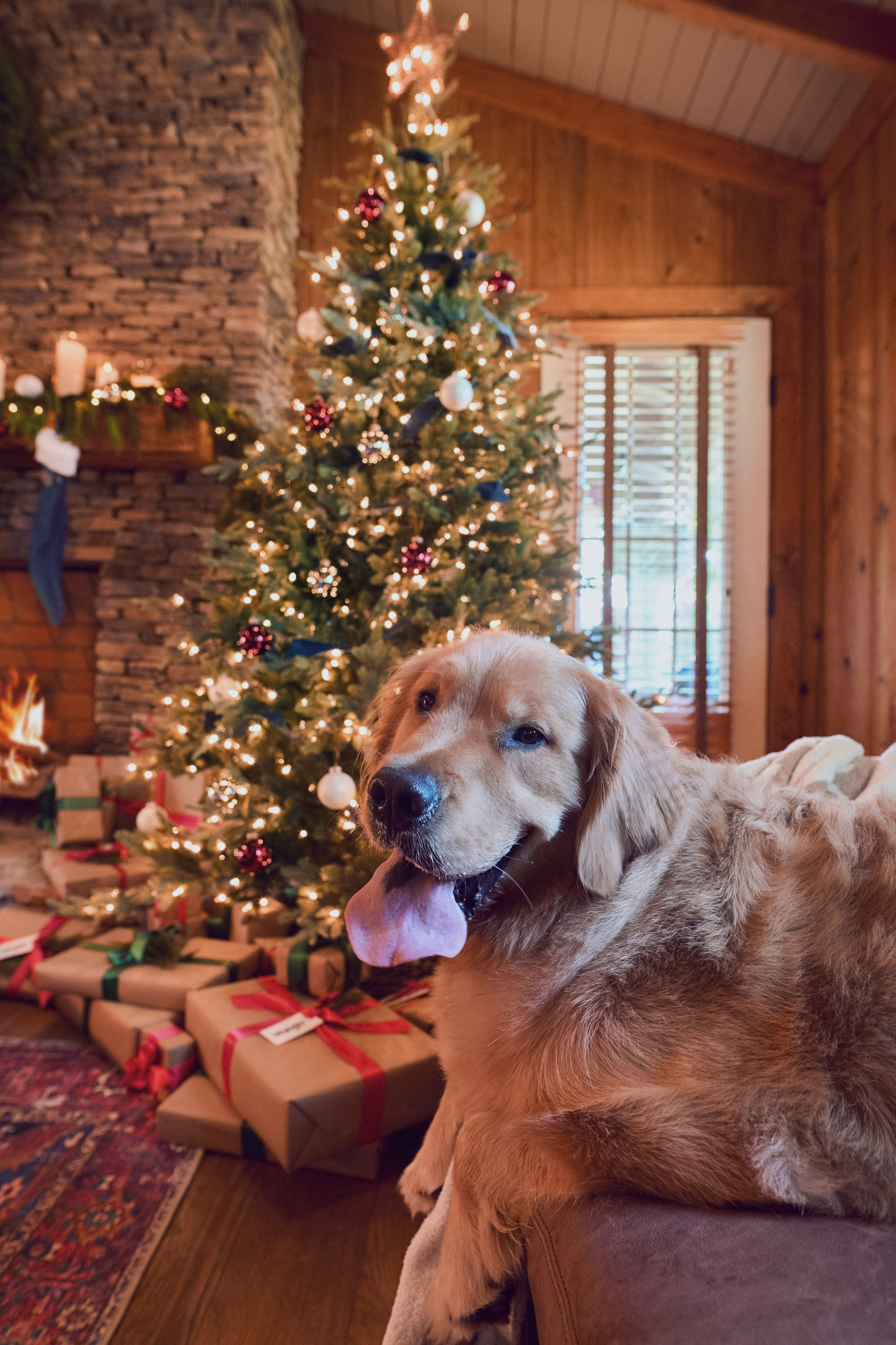 HOLIDAY24_DOG_GIFTS_9810.jpg
