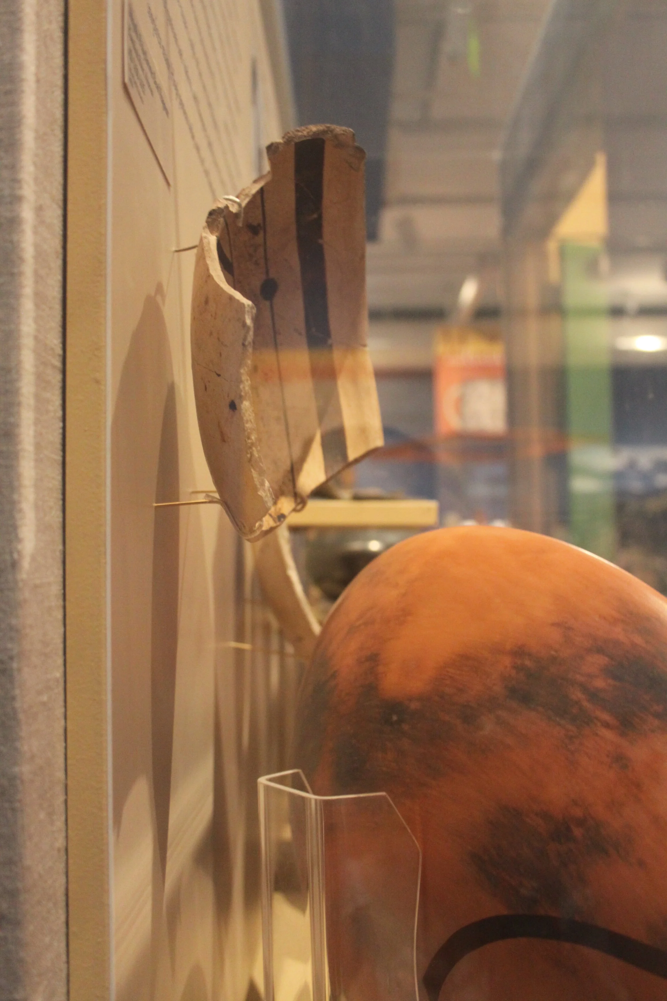 Revivals, CU Museum of Natural History, mount making for object placement