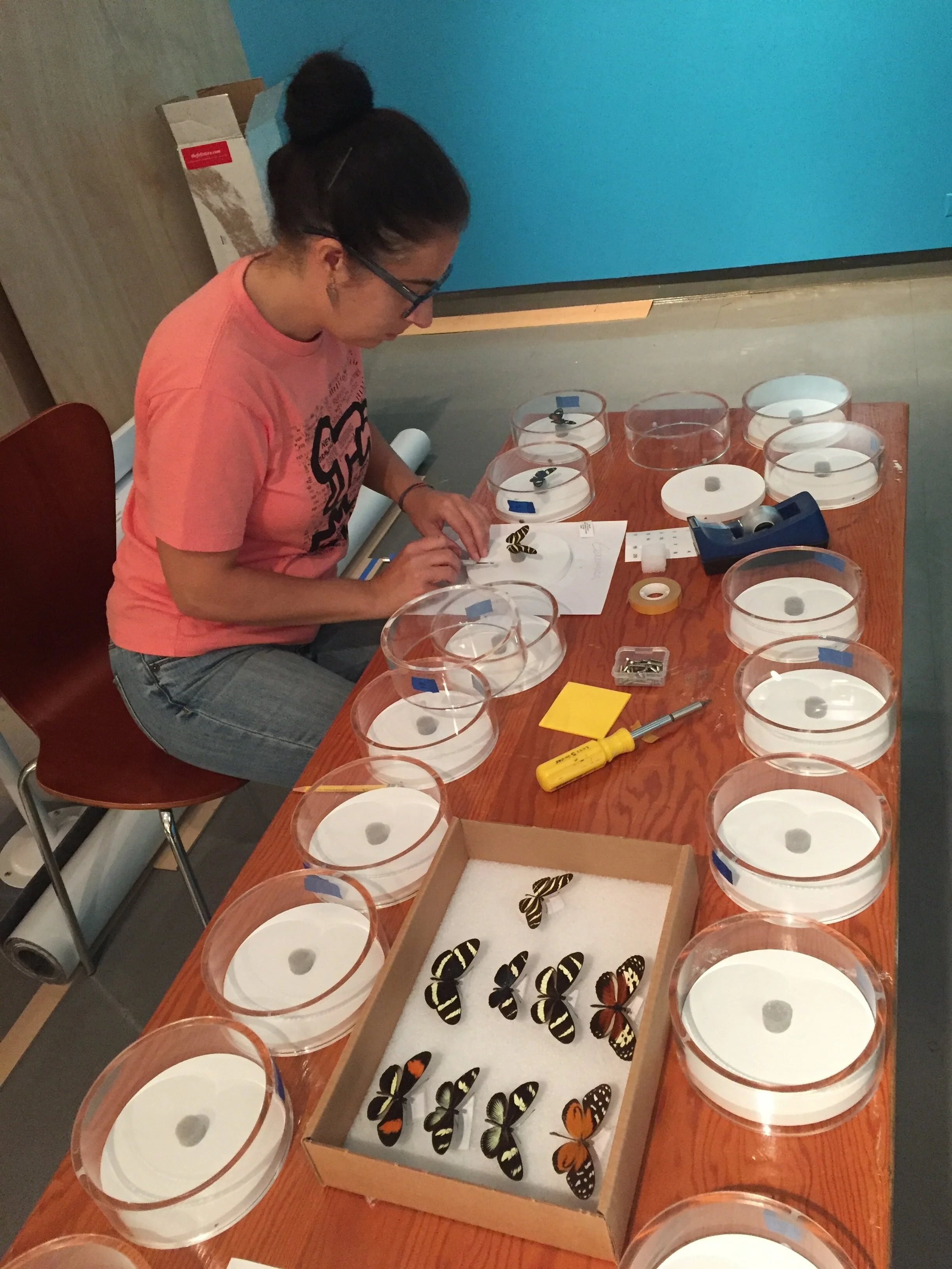 Genomics: Observing Evolution / 
CU Museum of Natural History - 3-D exhibition design, installation coordination, specimen curation and placement