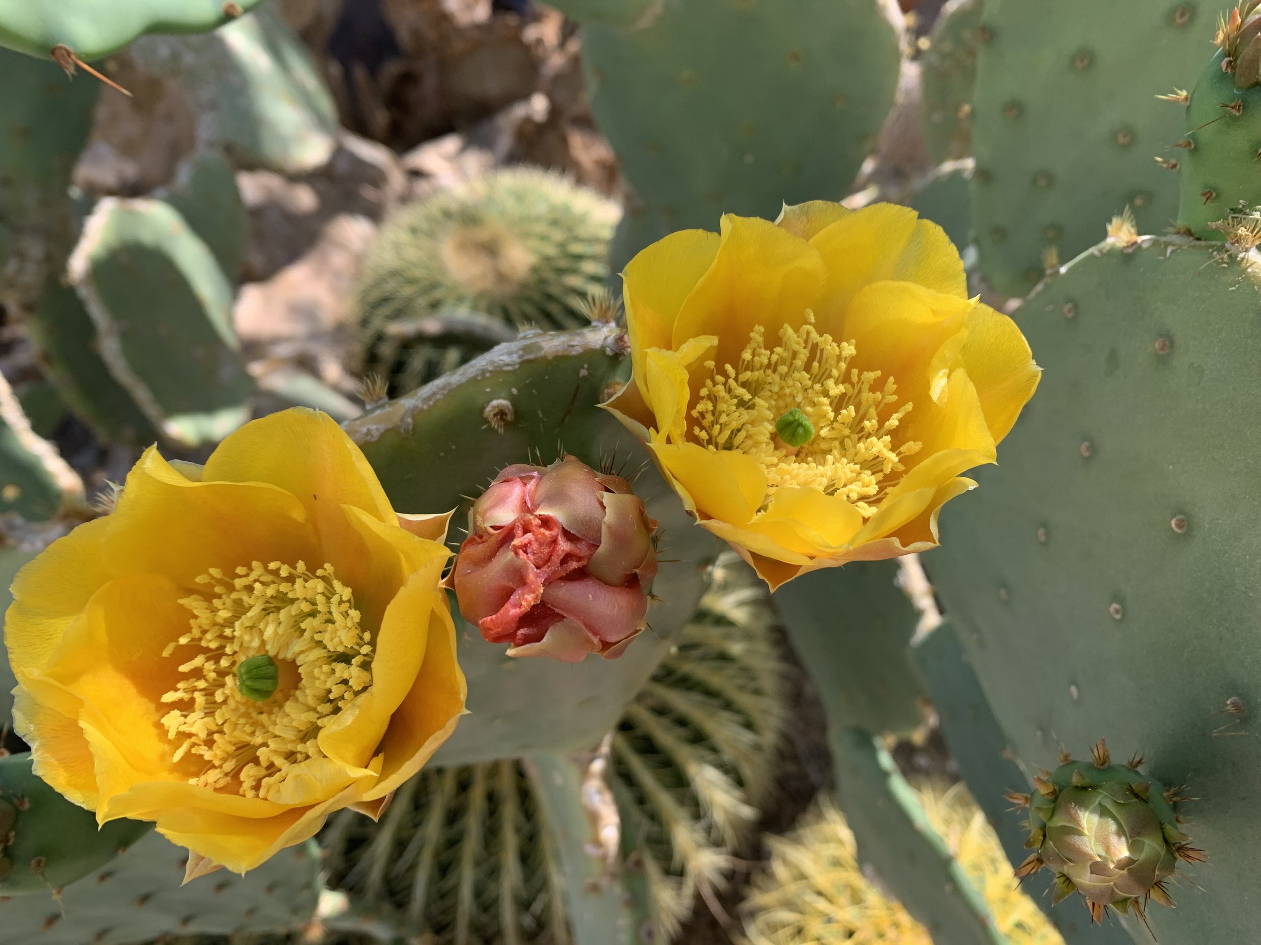The Parable of the Fisherwomen & the Flowers