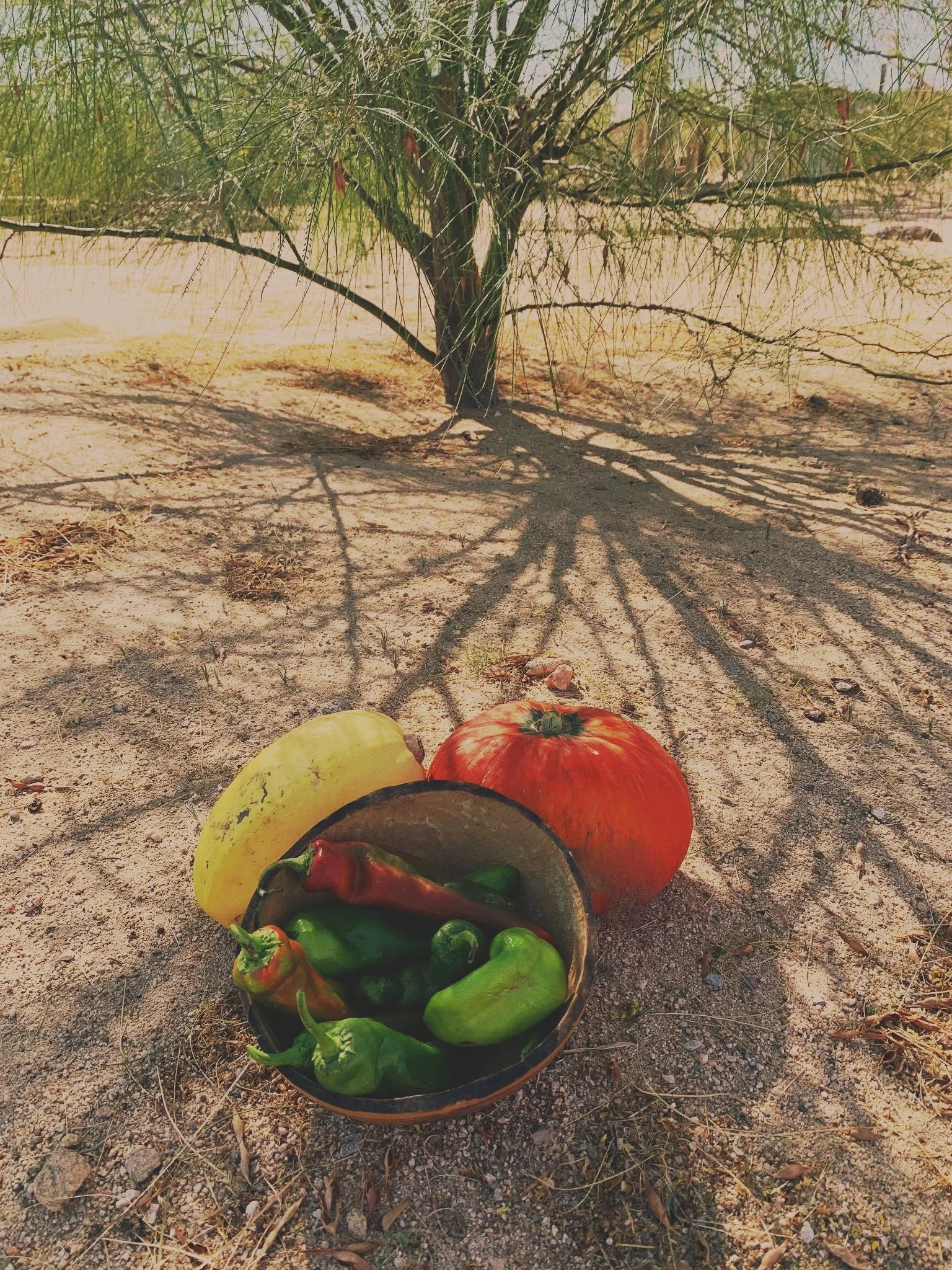 A desert scene with mixed vegetables including a yellow squash, red pumpkin, and a bowl of green and red peppers placed on sandy ground under a tree.