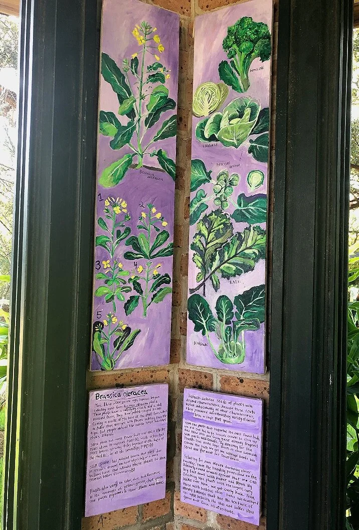 brassicafull.jpg