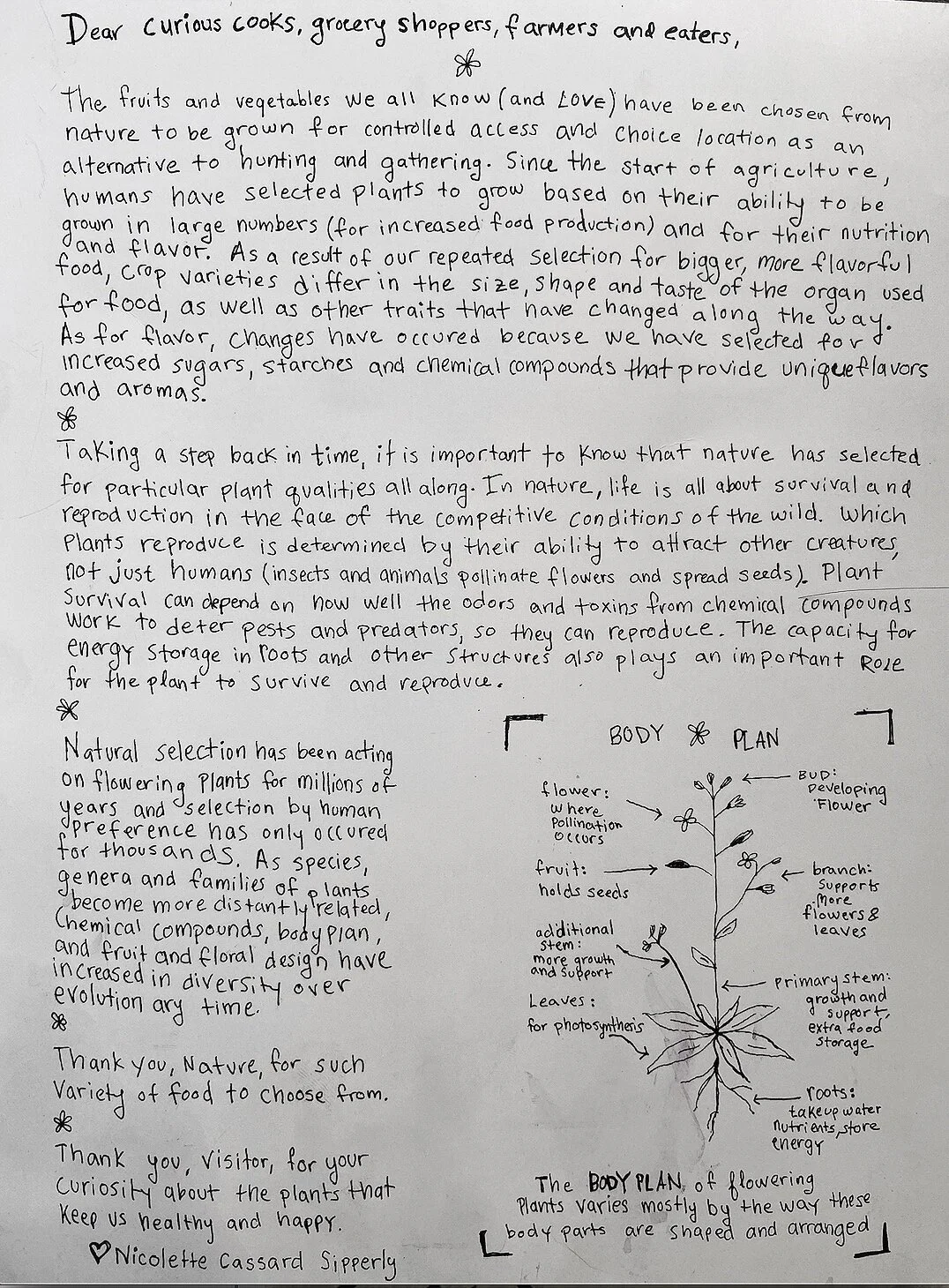 The reverse side of the flower diagram (above)