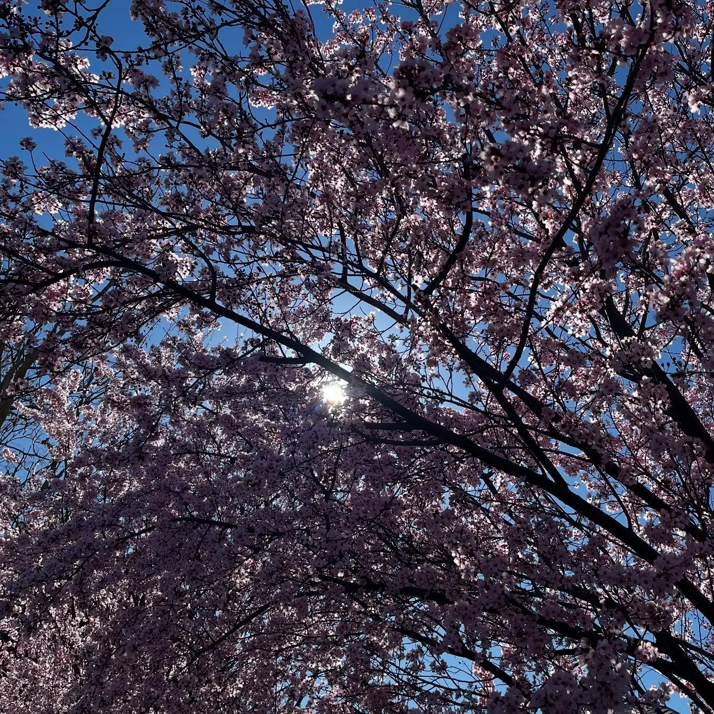 Hello Sunshine!
I am trusting this finds you steadily growing your light, as it all begins from within.

 ::Shifting with the Seasons:: SPRING 

It is a grounding practice in sacred self-care to live in tune with the seasons. Each season has its own 