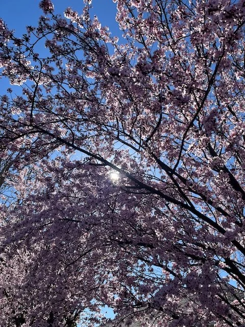 AWAKEN &amp; RENEW ~ SPRING