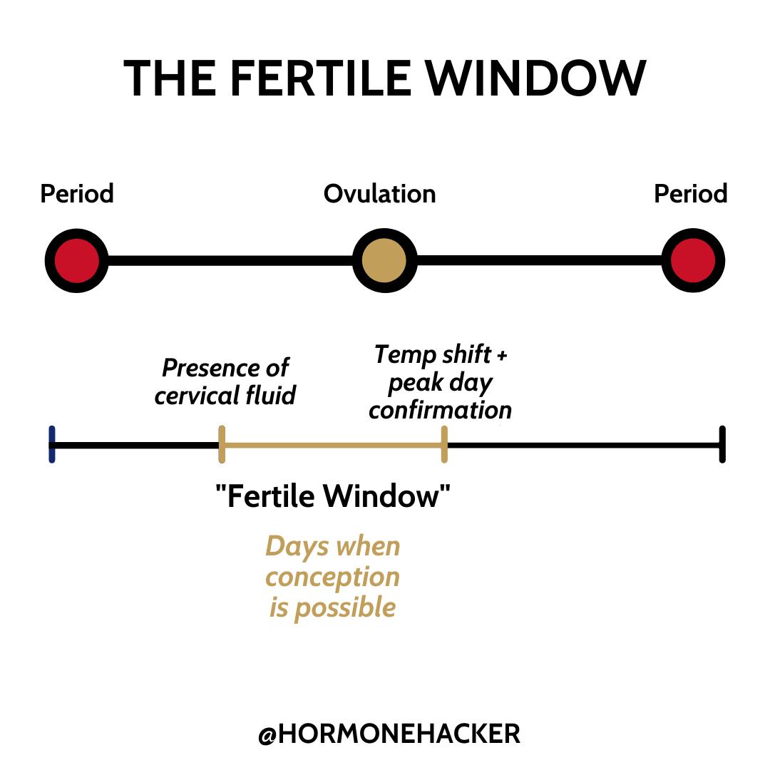 What is the Fertile Window? — The Hormone Hacker