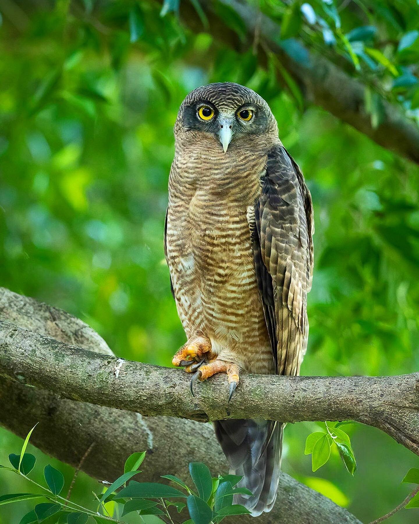 Rufous Owl.
Rufous Bristlebird.
#whoworeitbetter 😂
.
Happy Twosday 😜
.
#illbehereallweek 
.
#illseemyselfout 
.
#davidstowephotography #rufousowl #rufousbristlebird