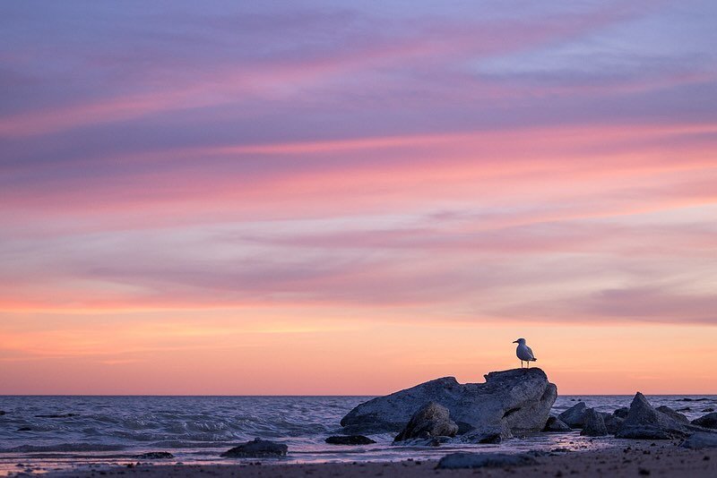 Silver Gull Sunsets. 
.
The photographer in me will always trump the birder. I don&rsquo;t care how common the species, if I&rsquo;m presented with a scene like this I&rsquo;m going to do my best to make the most of it. 
.
Sunset on the second day of