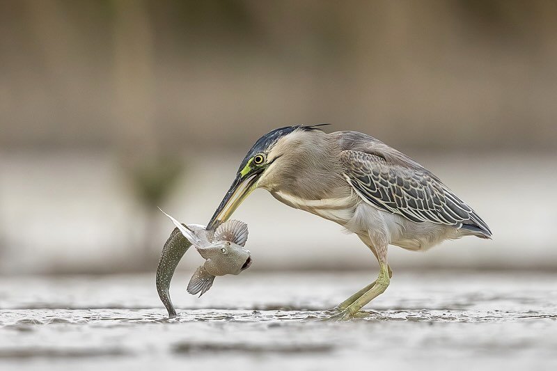 I absolutely love mudskippers!
But I have also always wanted to capture this shot - a Striated Heron catching one. 
As we arrived at the mudflats for our mudskipper session on our @flockwildlife #BroomeandBeyond tour, we saw a heron had already caugh