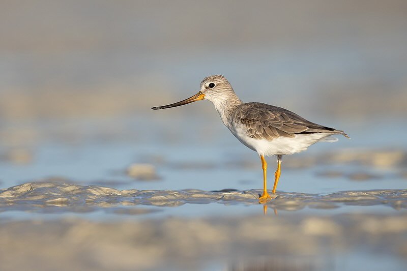 Terek Sandpiper
.
One of the friendliest species we came across on the mudflats of Roebuck Bay on our first morning. 
Always had a soft spot for these cute little shorebirds with their yellow legs and distinctive upturned bill. So it was a real treat