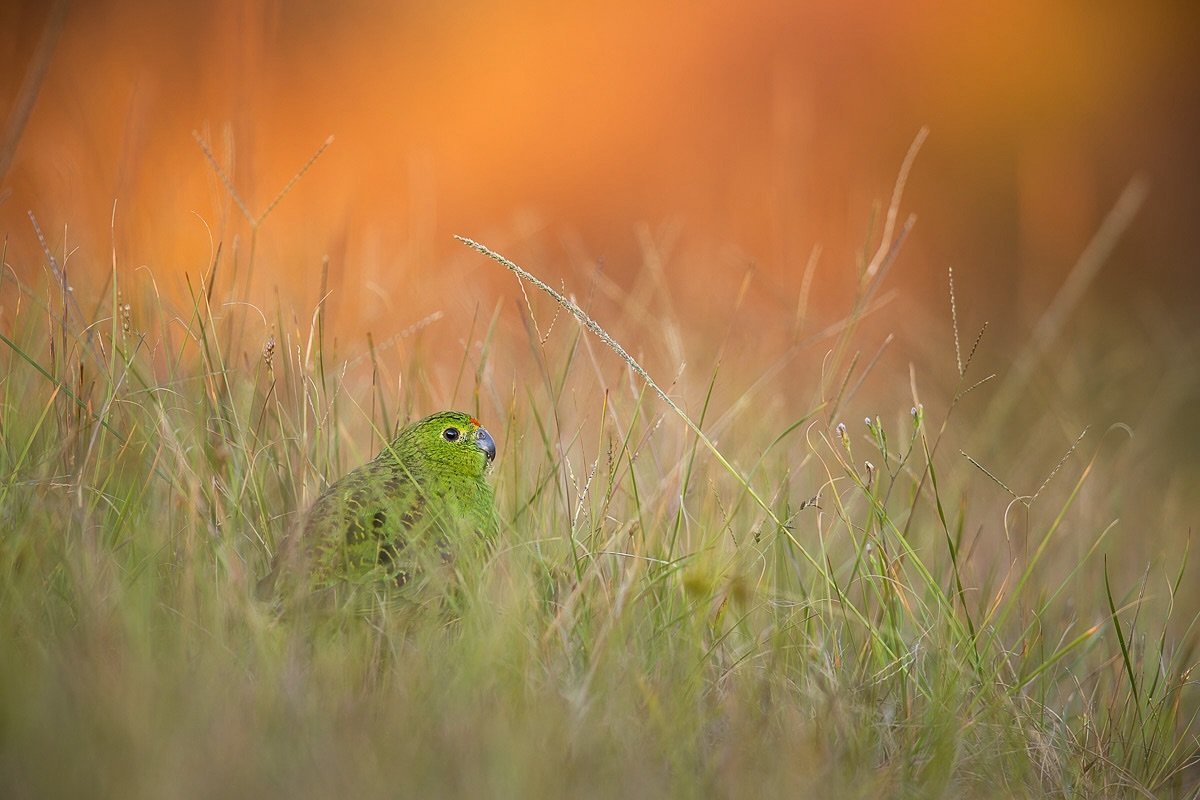 Ground Parrot
.
I thought I&rsquo;d missed all the ground parrot action while away but @wild_lachie convinced me to make a dash down there during the week. And so glad I did!
They seemed more skittish than previous reports but still managed some shot