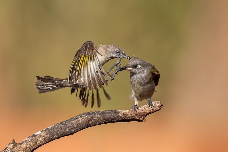 Honeyeater Love. 
.
Let&rsquo;s face it, honeyeaters can be real jerks. 
Like, all the time. 
As evidenced by this Rufous-throated giving a Brown a literal kick in the face! 😂
.
Action like this is why I will always prioritise as high a shutter spee