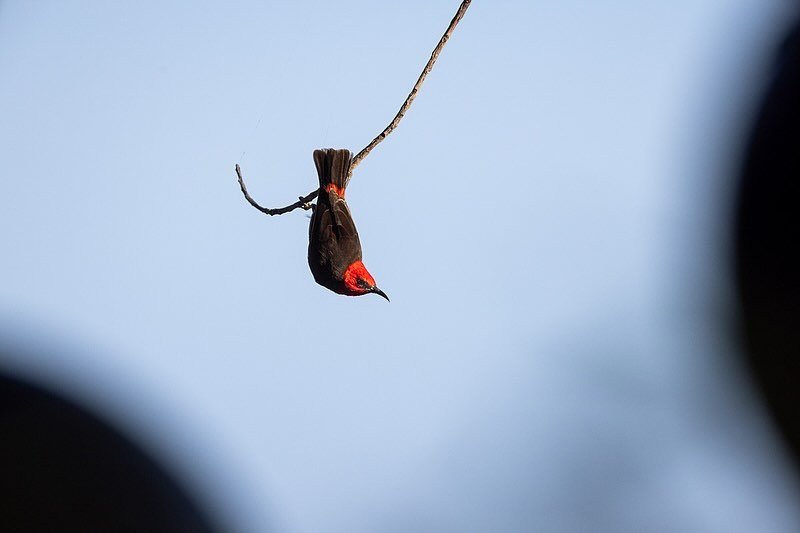 Red-headed Myzomela (Red-headed Honeyeater)
Another shot from @cygnetbaypearlfarm out the front of the Safari tents we stayed in.
(2nd shot is the view at the highest tide I&rsquo;d seen which swallowed the beach we normally walked along)
.
I quite l