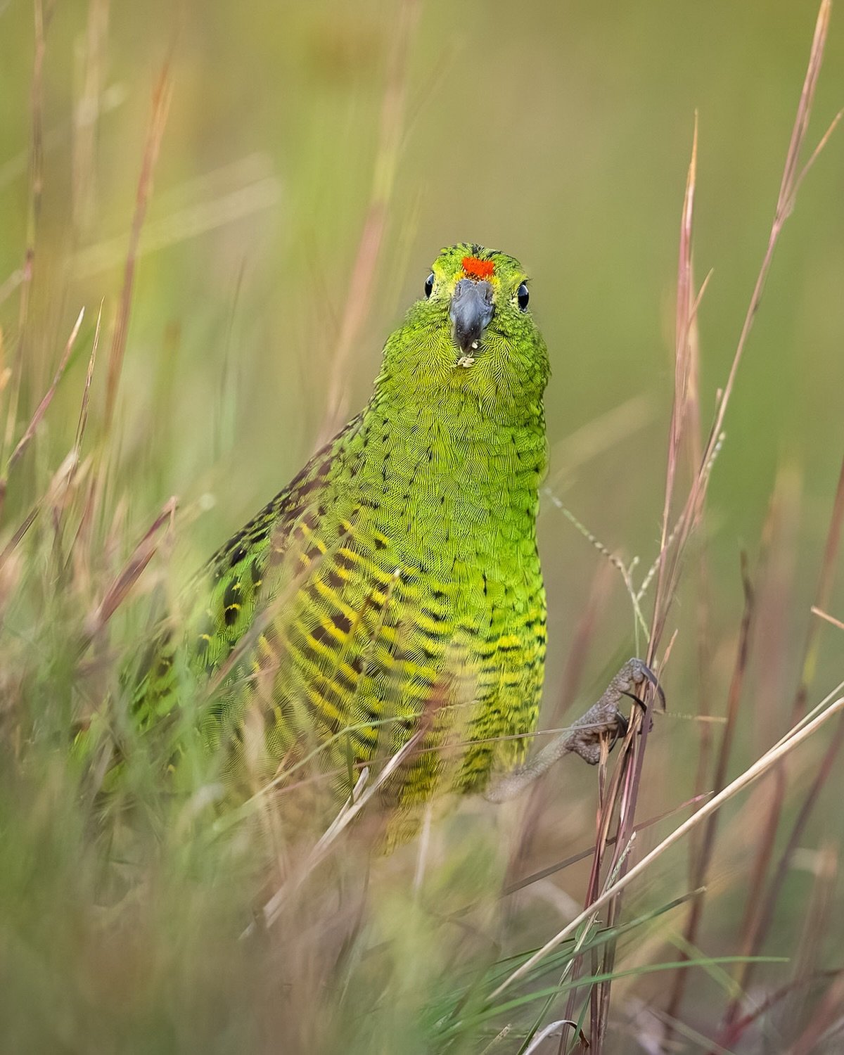 Que?
.
Another Eastern Ground Parrot from a day out with @wild_lachie recently. 
so cool being so close to these birds as the sun disappeared.
.
.
#groundparrot #easternground #davidstowephotography #planetbirds #nuts_about_birds #your_best_birds #be
