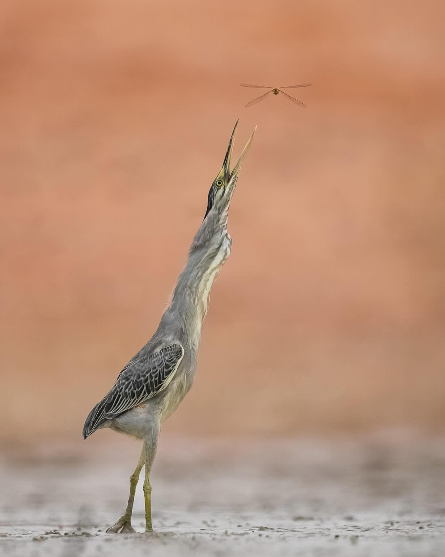 Striated Heron.
While waiting for a heron to take a mudskipper I was absolutely astonished to see them launch themselves upwards and take dragonflies out of the air. 
Swipe for the full action!

Light was fading but I quickly worked out I needed 1/25
