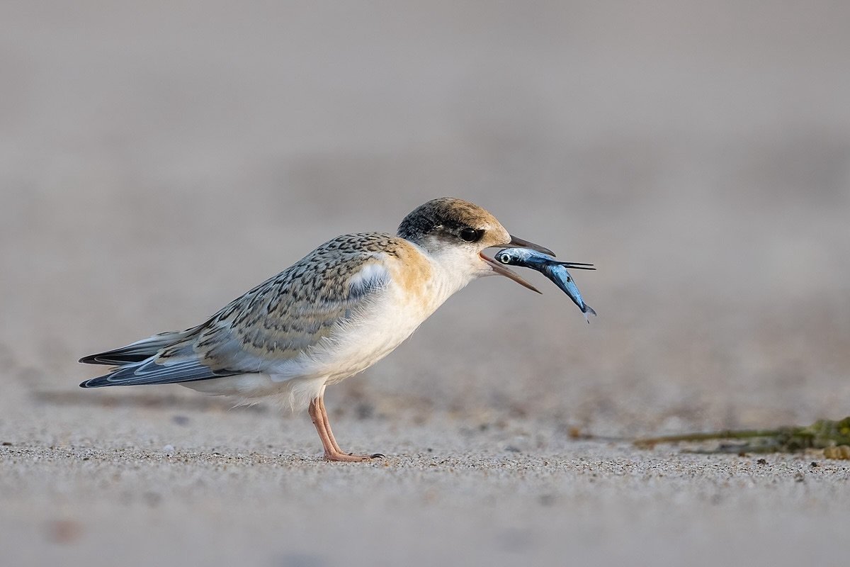 Little Tern.
A young bird from the colony at Karachi Point on the central coast of NSW. Lots of work had gone into protecting this site and looking after the birds by a lot of people including the legend @andyfredrobbo !
.
I have video of this little