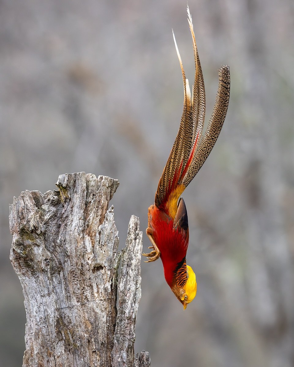 Golden Pheasant
.
What a spectacular bird!
Another stunning species from our @flockwildlife tour to China in March. 
A decent walk but totally worth it. 
.
Details soon to be released for next years trip which is going to be even better!
.
.
#goldenp