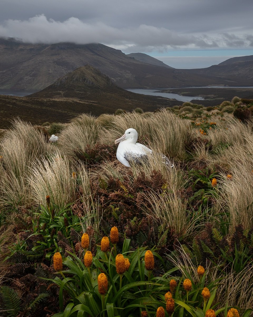 World Albatross Day
Albatross are such incredibly majestic, effortless, beautiful birds. Inspiring, uplifting and lots of other adjectives. 
Oh and they&rsquo;re big. Some are like really big!
.
All these shots were taken on a trip to the Sub-Antarct