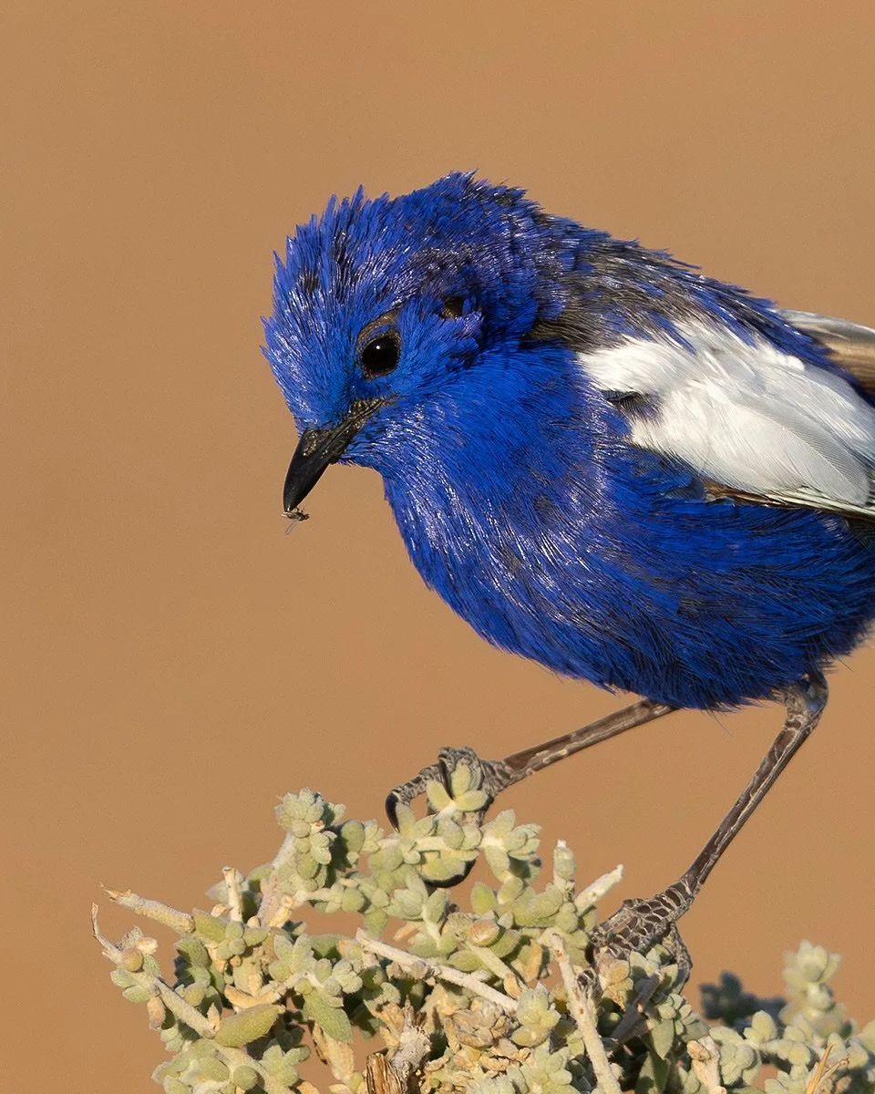 White-winged Fairywren
.
Zoom in to see the tiny bug he caught!
Just back from an awesome 2 week @flockwildlife tour out to &ldquo;Corner Country&rdquo; - where three states (NSW, SA &amp; QLD) meet. 
Some great birds, dusty tracks, muddy roads and w