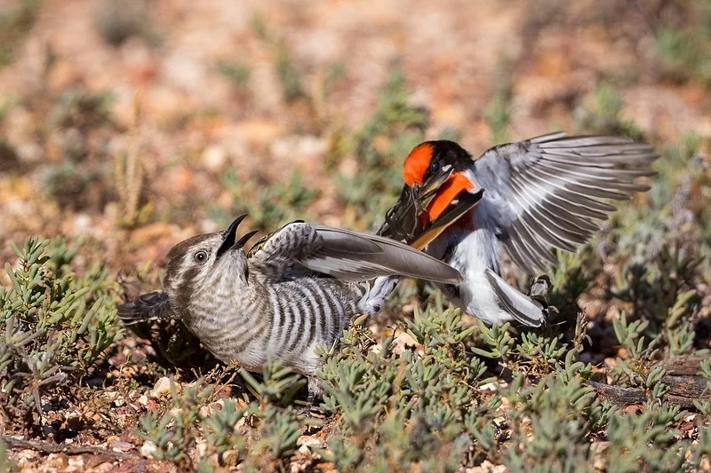 Batman V Robin
.
Ok so it&rsquo;s actually Horsfield&rsquo;s Bronze-Cuckoo versus Red-capped Robin. 
I&rsquo;ve never seen such aggression towards a cuckoo from a Robin like this. It was intense!!
.
An awesome moment from my recent @flockwildlife tou