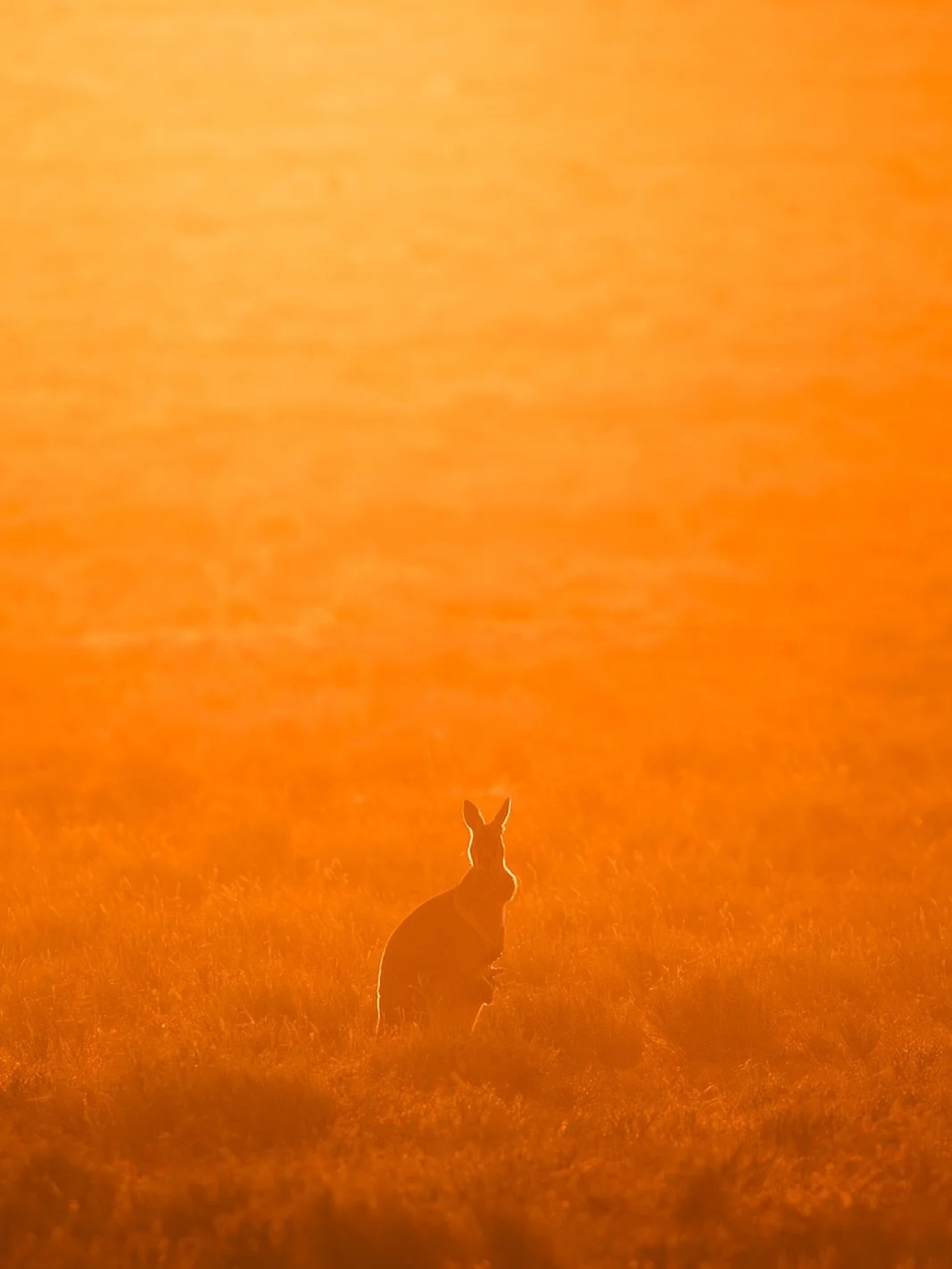 Early morning light out near Tibooburra ❤️
.
.
#kangaroo #sunrise #davidstowephotography