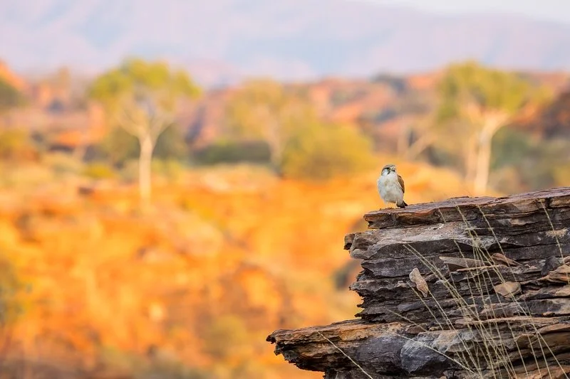 Nankeen Kestrel with a cool background near Kununurra in WA. 
.
The last shot is probably the more typical bird photo but I much prefer the wider habitat shot with a much greater sense of the environment- even if it is still subtle. 
Which do you pre