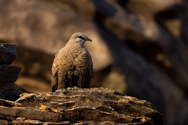 White-quilled Rock-Pigeon
.
Captured from very close to my last post but the following morning. Swipe to see how camouflaged they are in their environment. Such cool birds revealed when they call or if they move
.
.
#whitequilledrockpigeon #kununurra