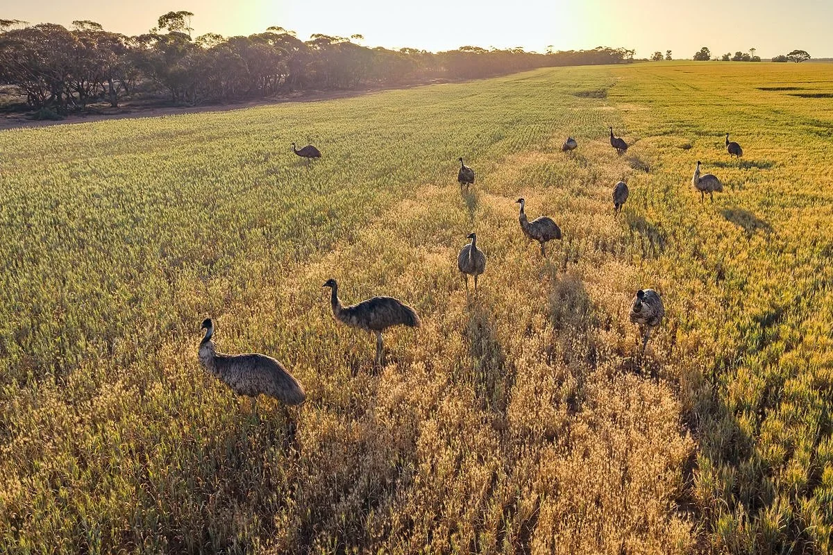 Emus!
Normally wouldn&rsquo;t approach birds deliberately with a drone but this group were curious as soon as I stopped the car and came towards the fence line near me as I got out. 
They weren&rsquo;t sure what to make of it but were definitely stil