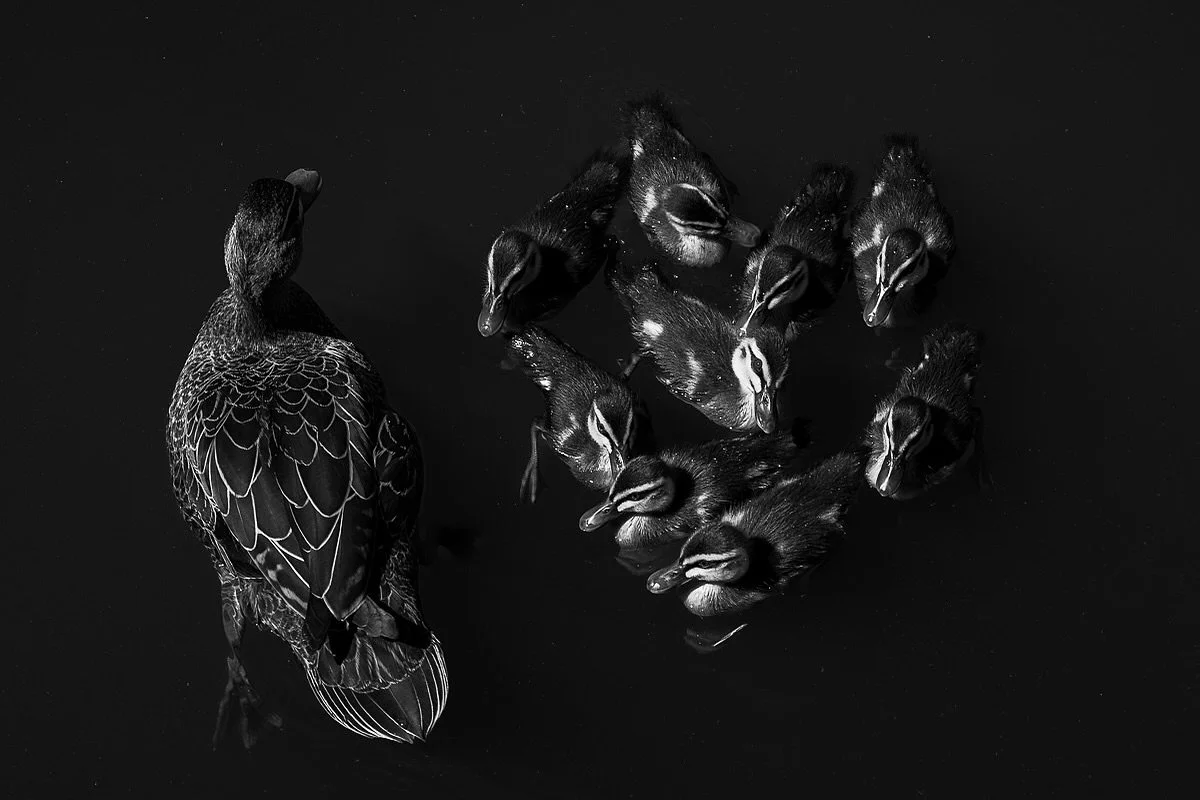 Black Heart
.
This gorgeous Pacific Black Duck family came and greeted us at Centennial Park while running a workshop yesterday. 
They came so close that I suggested trying to get a top down shot in the hope that we could get a cool shape formed by t