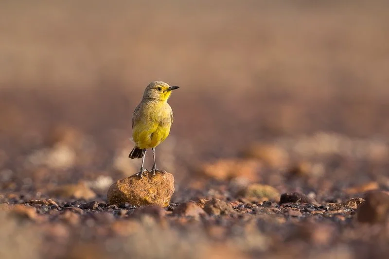 Gibberbird 
One of the coolest species to live in the middle of nowhere!
We saw a few of these guys last month on a private tour to #cornercountry last month. Always fun getting down and dirty in the gibber! 😂
.
First bird is an adult male and secon