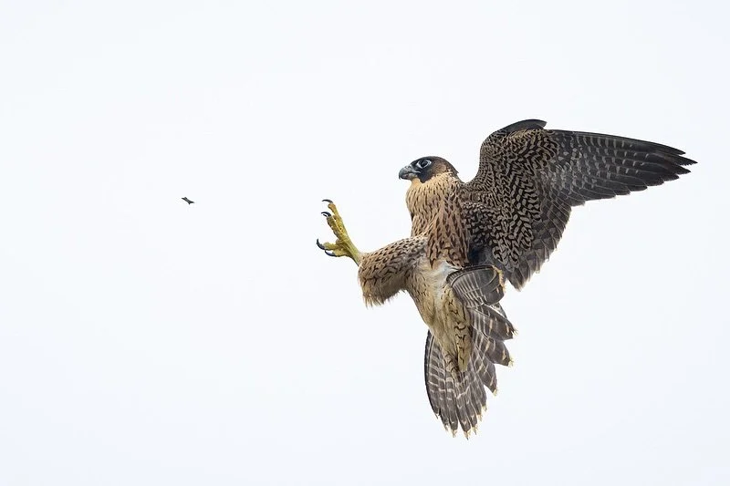 One of those afternoons where it was nice to get out of the house, meet people, relax, and almost go home due to lack of action and an impending storm, but that extra 5 minutes makes it all worthwhile!
.
Spent a lot more time chatting with @jeremy_ed