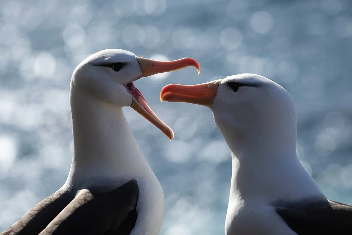 Black-browed Albatross 
.
Almost at the end of our Wild Falklands tour and finally have a few minutes to post something. 
Culling and going through 60,000 images is going to take a minute &hellip; 🫣😂
This was from this afternoon so a quick look and