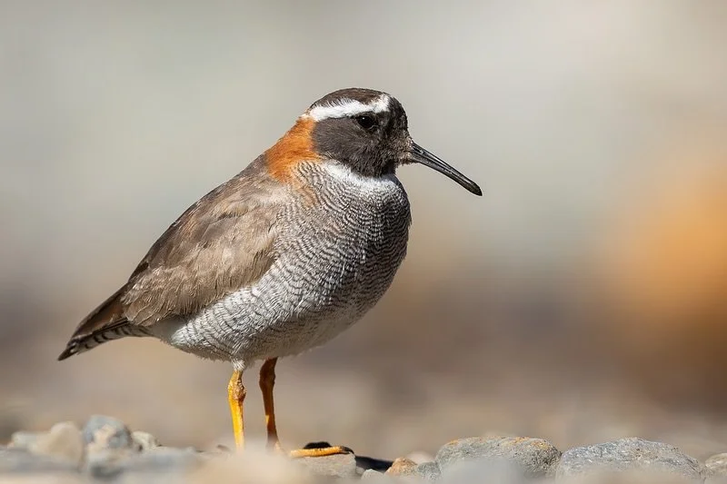 Diademed Sandpiper-Plover
.
A unique and gorgeous little shorebird of the high Andes. 
We started our FALKLANDS tour with an extra day in Santiago, Chile and a day tour to the Yeso Valley with @albatrossbirdinginchile .

Absolutely thrilled to see th