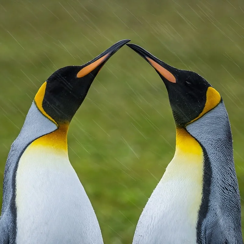 King Penguins and rain.

The inevitable anxiety of which image to post when you have a gazillion still to sort through. 
Is it good enough? Will people engage with it?
Ridiculous how much pressure social media can place us under if we let it. 
So her