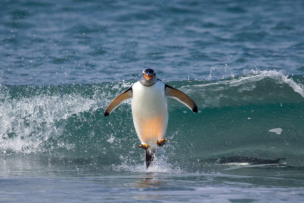 Jumping Gentoos!
All of the Falkland Islands are amazing but Sea Lion Island is such a wonderful place and no shortage of incredible wildlife encounters. 
I&rsquo;ll be honest, the perfectionist in me was hoping to capture better images of Gentoo Pen