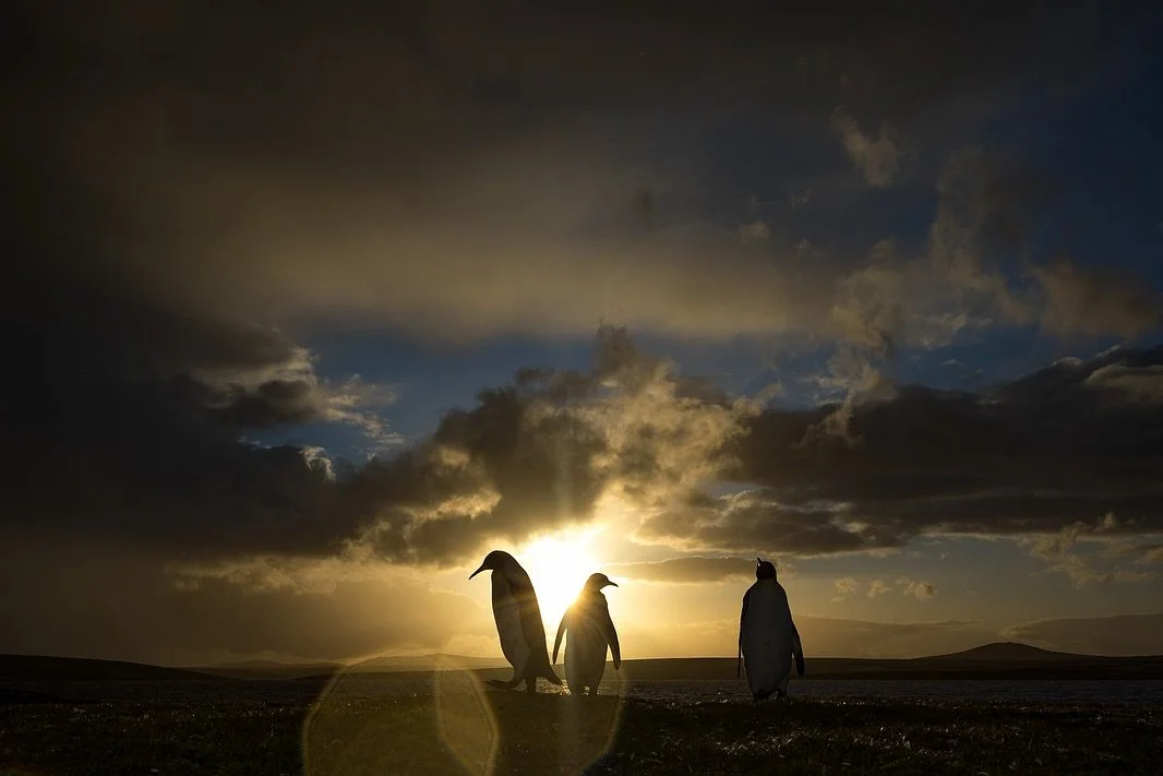 A regal sunset.
.
King Penguins silhouetted against one of the most dramatic sunsets we had while in the Falklands.
.
I like the extra randomness and imperfections of the first image complete with flare and less &ldquo;perfect&rdquo; poses. But also 