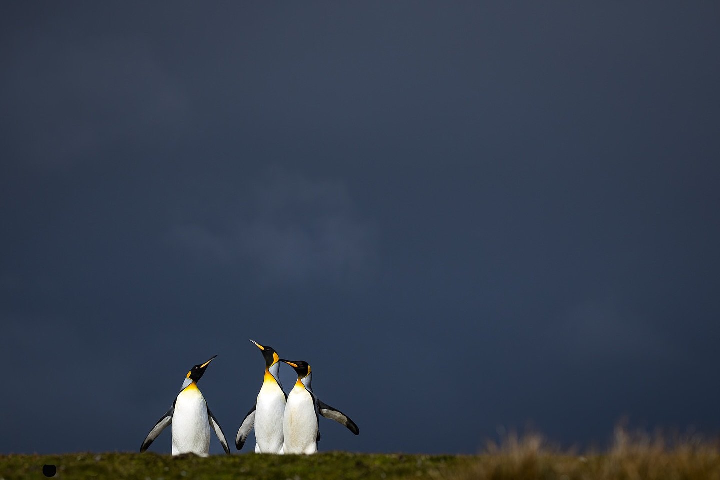 I&rsquo;ve decided that Christmas week is now officially Penguin Week. 
Because, well, penguins rock. Obviously. 
.
.
#kingpenguin #thebestpenguin #volunteerpoint #davidstowephotography #flockwildlifephotographytours