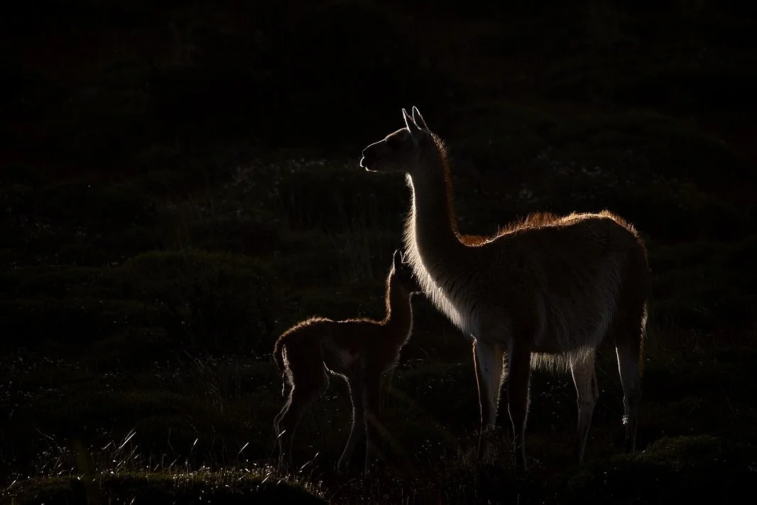We interrupt the Penguin broadcast to bring you some cuddly mammals!
Guanacos were a thrill to see in Patagonia! Especially adorable were the unsteady babies. 
Even cooler was the late afternoon backlight against the hillside giving that furry rim-li