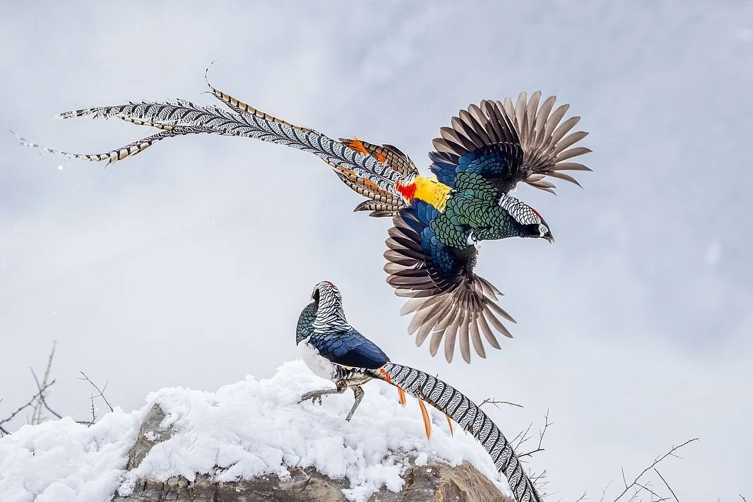 Lady Amherst&rsquo;s Pheasant. 
.
A massive photographic highlight from 2025 was capturing these incredible pheasants in the snow near Kangding in the Sichuan province of China. 
Seeing them in the wild was wonderful.
Seeing them display to a female 