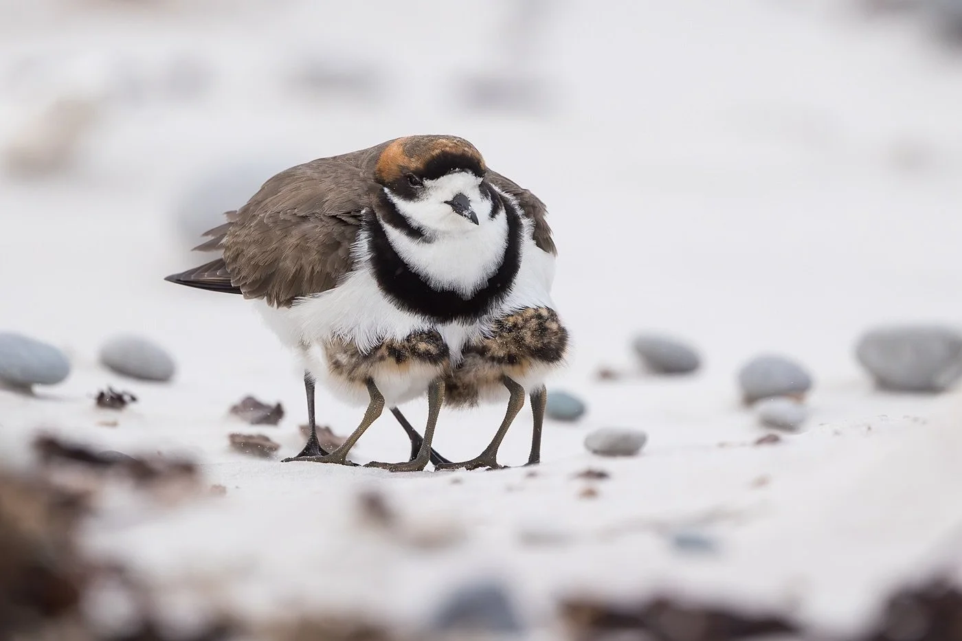 Two-banded Plover with chicks.
It wasn&rsquo;t all just penguins in the Falklands.
Ok so it mostly was but at least there were some other things to keep you occupied while there may have been a pause in penguin activity 😂
.
With the constantly howli