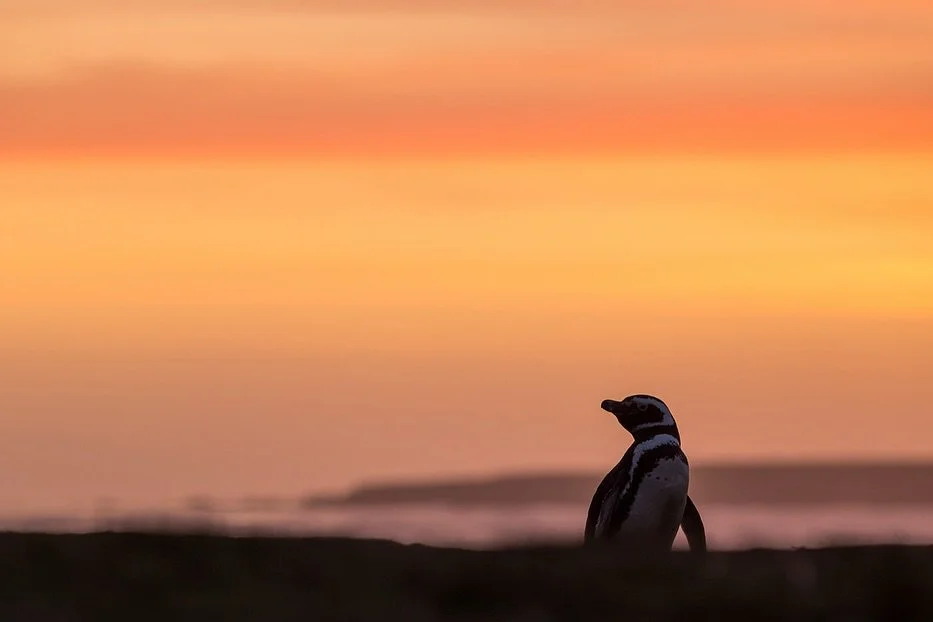 An absolutely Magellanic sunrise in the Falkland Islands!
(Sorry. dad joke)
One of the best sunrises we had on our tour in November.
I love their braying calls and very different personalities and behaviour to the Kings and Gentoos. 
These guys nest 