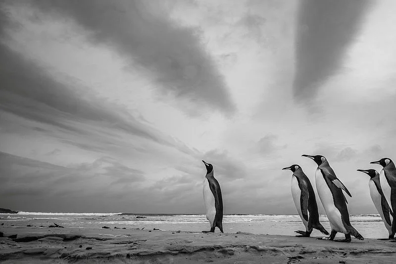 King Penguins wander past us on an amazing morning in the Falkland Islands. 
I personally prefer the B&amp;W version but let me know if you prefer the colour?
Editing can make a huge difference to the mood, impact and perceived quality of an image. 
