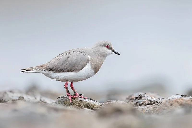 Magellanic Plover
Thought to be only around 350 of these birds in the world! So we were pretty stoked to get such great views in Patagonia in December thanks to @fernandodiaz_albatross 🙏
Swipe to see what I make my guest do to ensure they get great 