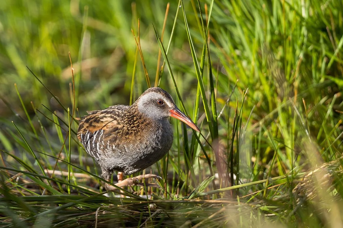 Austral Rail!
.
Huge thrill in Patagonia was seeing this elusive rail while waiting for news from the puma trackers. 
Honestly if I hadn&rsquo;t had pre-capture on the camera I probably wouldn&rsquo;t have captured this image. I was prefocused on a g
