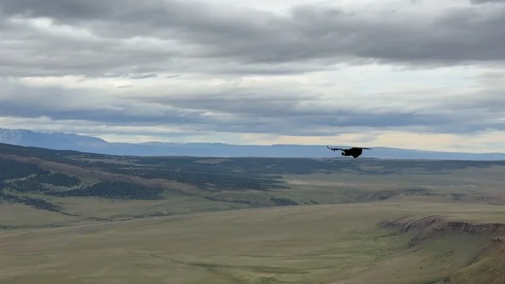 Andean Condor!
.
This was such a huge thrill on our Patagonia tour. 
Just seeing a condor in the distance was a dream, but to be standing on a clifftop as they slowly glide past above and below us was truly magical. 
Such huge majestic birds!
It was 