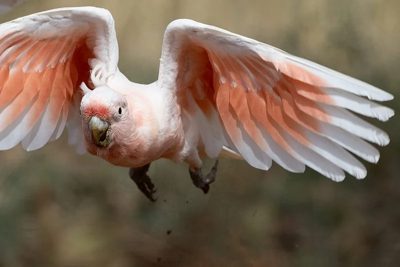 A few Pink Cockatoos from our recent #LachlanShire tour.
Always love seeing these guys as do our guests!
Haven&rsquo;t had time to cull or go through the trip properly yet so I may find some better shots. 
.
Excited to be heading to Canberra tomorrow