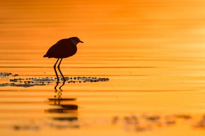 Comb-crested Jacana
A stunning species captured on a beautiful morning in Kununurra last year. 
Couldn&rsquo;t decide which one to post so decided on a few. 
Do you have a favourite?
.
.
#combcrestedjacana #davidstowephotography #kununurra