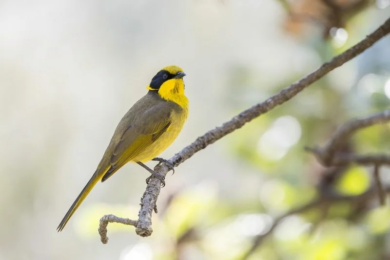 Yellow-tufted Honeyeater
.
Stoked to find these guys in the same spot I&rsquo;d found them years ago while looking at locations for a portrait session 😂. Always love combining photographing birds at the same time as people ☺️
.
What do you think of 
