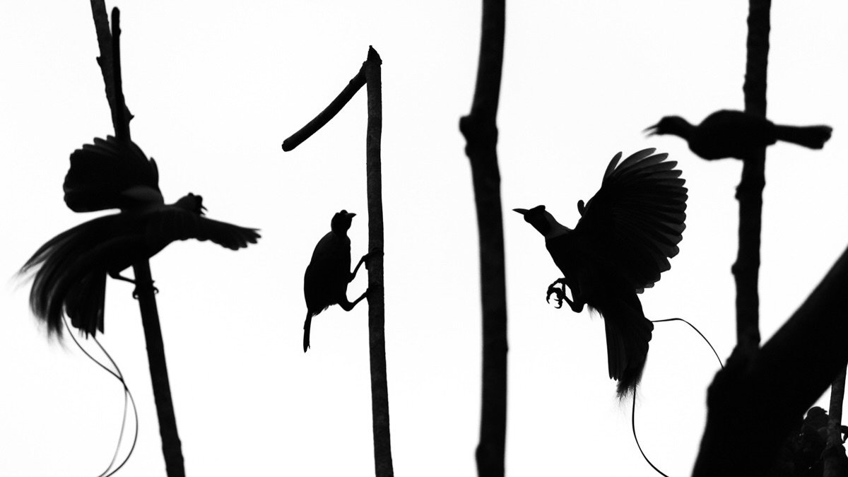 Red Bird-of-Paradise performing at a Lek in West Papua. 
.
If you&rsquo;d like to see this in colour&hellip;

&hellip; you can join me this November for a trip of a lifetime! 😜
.
Seriously though, you really can. Check out @flockwildlife website lin