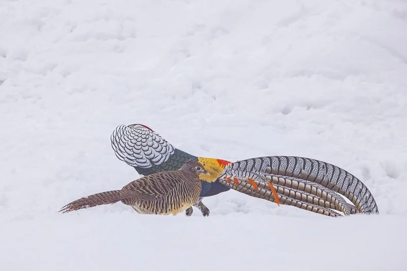 Lady Amherst&rsquo;s Pheasants are such incredible birds! The breeding plumage and display of the male is hard to believe it&rsquo;s real. 
They run rapidly around the female in a circle and then pause, and tilt their tail towards the usually unimpre